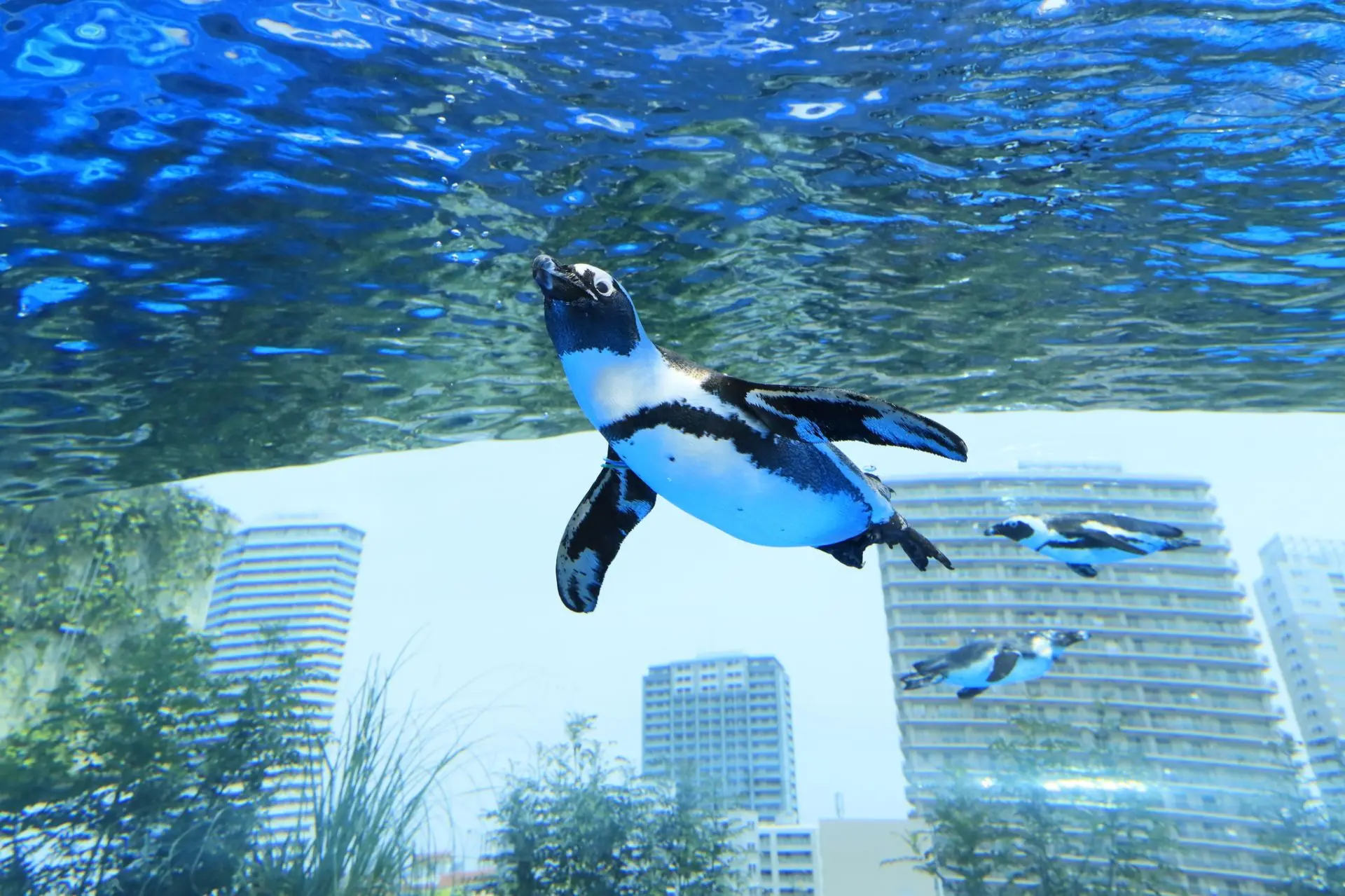 太陽城水族館.webp